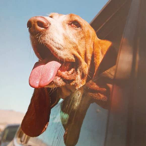 Dogs Hanging out of Windows - Picture 8 of 11